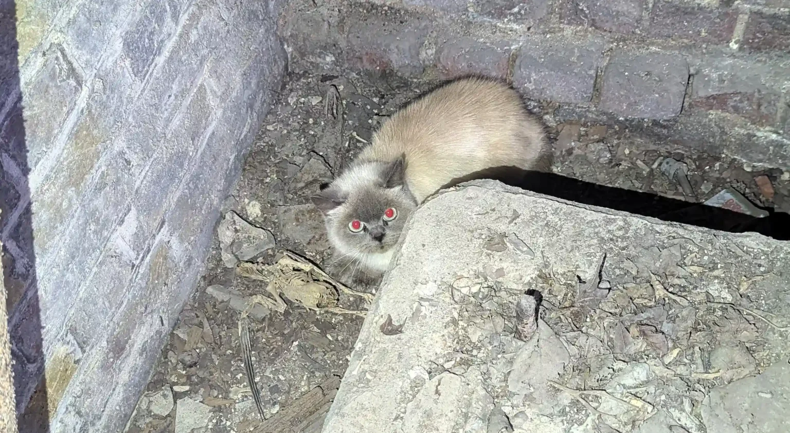 A Burmese cat, Paula, was rescued from a 15ft shaft at St Paul’s Cathedral. The RSPCA saved her after she vanished into a courtyard slab. Now in care, she's seeking a new owner.