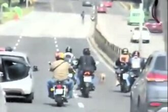 Kindhearted bikers form a barrier on a Mexican motorway to protect a runaway dog, preventing accidents and guiding it to safety. Their actions were widely praised online.