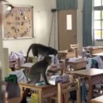 Thirty monkeys invaded Gushan High School in Taiwan during a heatwave, causing chaos. Students filmed the macaques rummaging through bags before they left to escape the heat.
