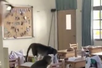 Thirty monkeys invaded Gushan High School in Taiwan during a heatwave, causing chaos. Students filmed the macaques rummaging through bags before they left to escape the heat.