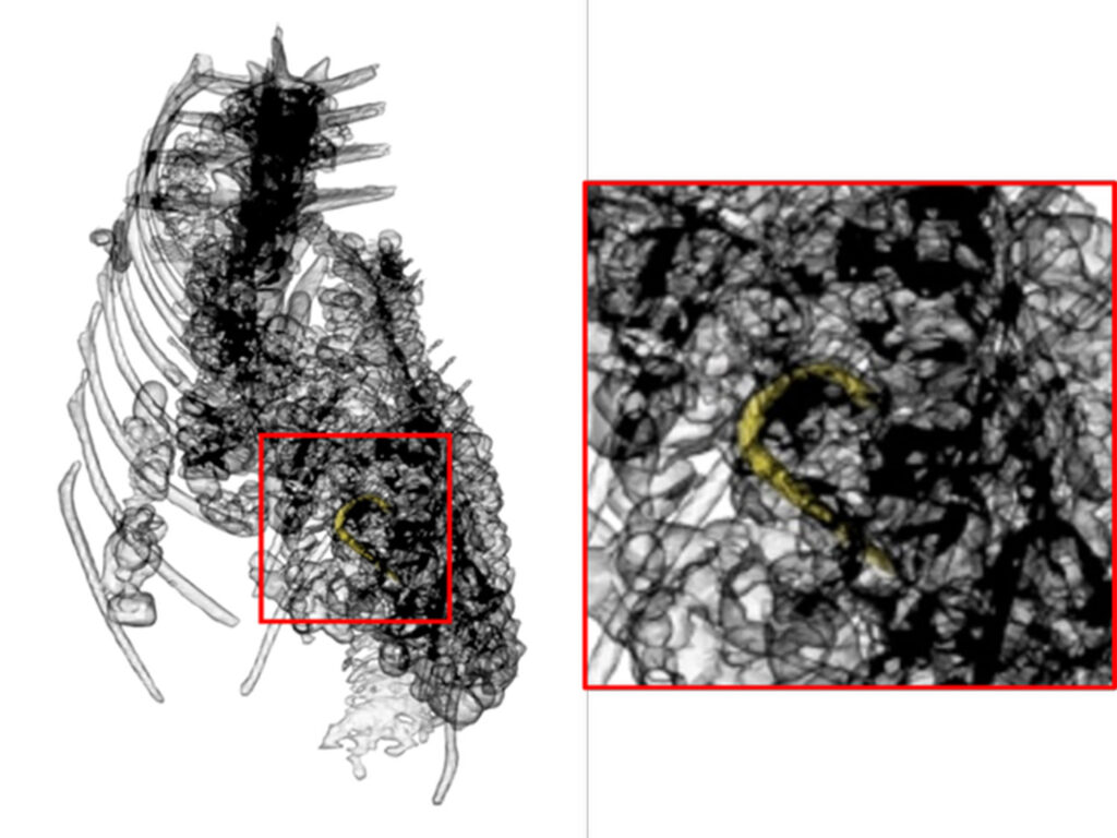 A 3,000-year-old mummified crocodile with its last meal, a baited hook, lodged in its stomach, has been X-rayed in Manchester. Discovered in Birmingham, it reveals ancient Egyptian rituals.