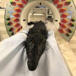 A 3,000-year-old mummified crocodile with its last meal, a baited hook, lodged in its stomach, has been X-rayed in Manchester. Discovered in Birmingham, it reveals ancient Egyptian rituals.