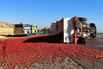 An overturned lorry spilled thousands of tomatoes on Interstate 5 in California, causing a juicy traffic mess. The highway reopened after hours of cleaning up the saucy spill.