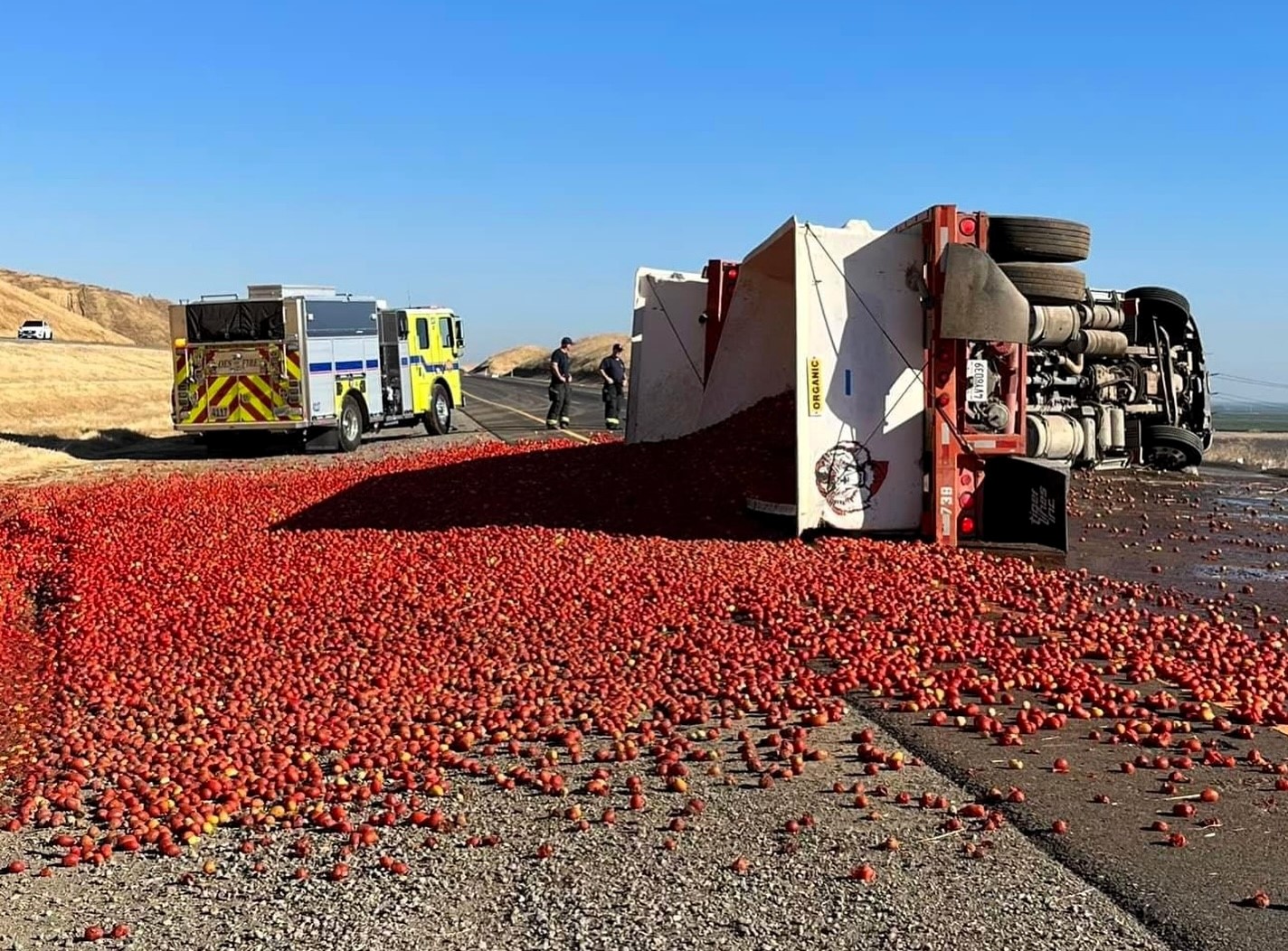 An overturned lorry spilled thousands of tomatoes on Interstate 5 in California, causing a juicy traffic mess. The highway reopened after hours of cleaning up the saucy spill.