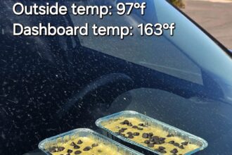 Park rangers bake banana bread on a car hood in record-breaking US heatwave, hitting 93°C. Experiment highlights dangers of leaving pets and kids in hot cars.