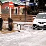 A King Penguin was spotted strolling down a snowy street in Tierra del Fuego, Argentina. The bird, taking a wrong turn to the South Pole, enjoyed the 2°C temperatures.