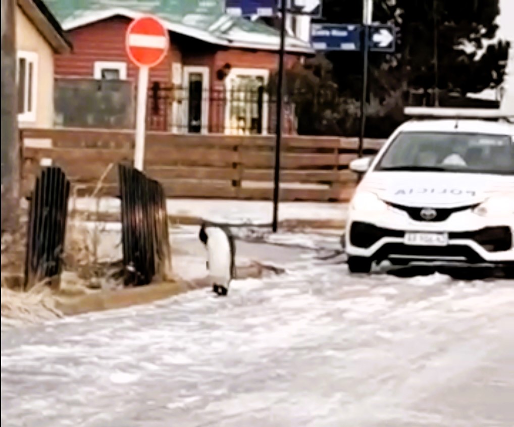 A King Penguin was spotted strolling down a snowy street in Tierra del Fuego, Argentina. The bird, taking a wrong turn to the South Pole, enjoyed the 2°C temperatures.