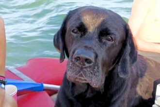 Ziggy the Labrador swam four miles in five hours after being swept out to sea in Italy. Rescued by a tourist, he was safely reunited with his owners.