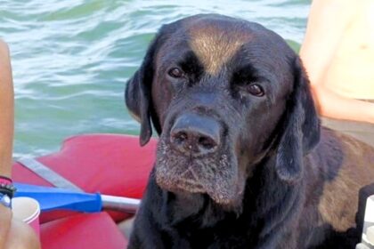 Ziggy the Labrador swam four miles in five hours after being swept out to sea in Italy. Rescued by a tourist, he was safely reunited with his owners.