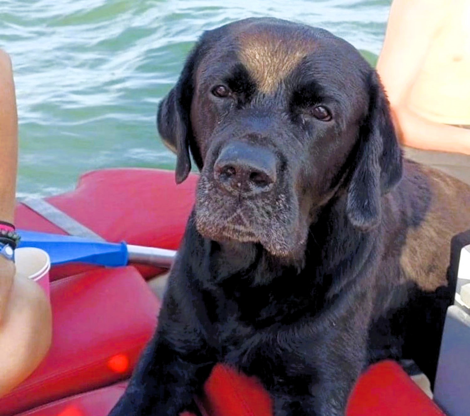 Ziggy the Labrador swam four miles in five hours after being swept out to sea in Italy. Rescued by a tourist, he was safely reunited with his owners.