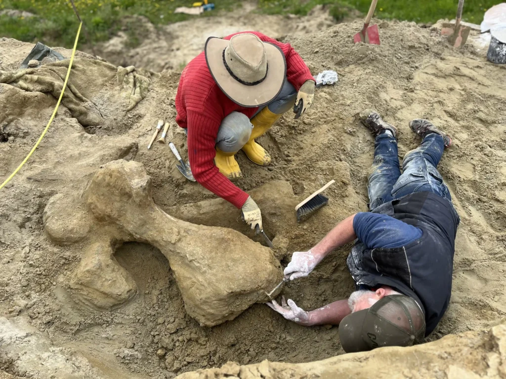 Two young brothers discovered the skeletons of prehistoric giant elephants in Munich. Named 'Big Alex' and 'Little Consti,' these fossils belong to the extinct Deinotherium giganteum.