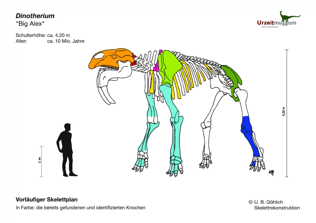 Two young brothers discovered the skeletons of prehistoric giant elephants in Munich. Named 'Big Alex' and 'Little Consti,' these fossils belong to the extinct Deinotherium giganteum.