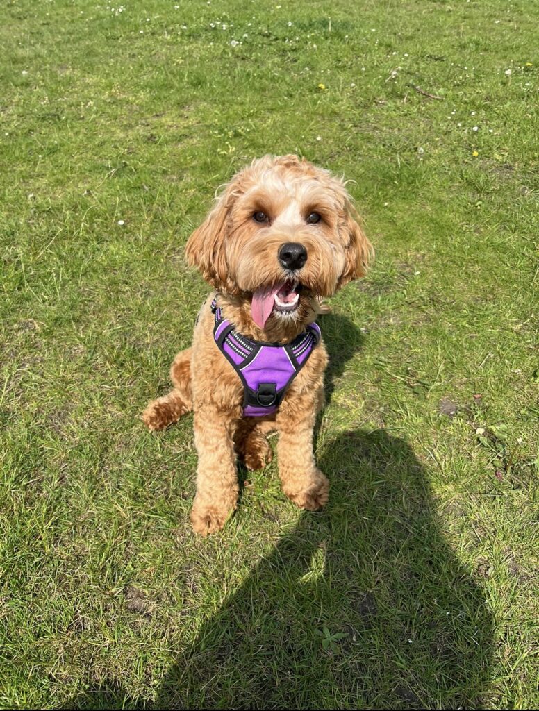 A puppy survived a car crash thanks to a doggy seatbelt. Chloe Arbuckle's cockapoo, Daisy, was saved from serious injury, highlighting the importance of pet restraints in cars.