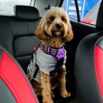 A puppy survived a car crash thanks to a doggy seatbelt. Chloe Arbuckle's cockapoo, Daisy, was saved from serious injury, highlighting the importance of pet restraints in cars.