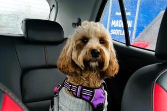 A puppy survived a car crash thanks to a doggy seatbelt. Chloe Arbuckle's cockapoo, Daisy, was saved from serious injury, highlighting the importance of pet restraints in cars.