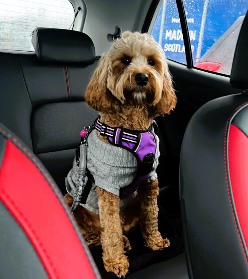 A puppy survived a car crash thanks to a doggy seatbelt. Chloe Arbuckle's cockapoo, Daisy, was saved from serious injury, highlighting the importance of pet restraints in cars.