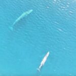A rare drone clip captures a mother fin whale swimming with her calf near Sardinia. Filmed by Asinara Charter, the footage highlights the beauty and importance of marine preservation.