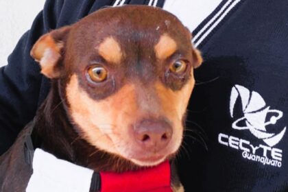 Stray dog Canelo, adopted by university students and teachers, graduates in cap and gown. Beloved campus pet promotes responsible care of animals. Heartwarming photos!