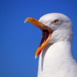 A seagull swiped a man's hotdog in Paignton, Devon, leading to an £80 littering fine when he threw the box at the bird. Locals express frustration over aggressive gulls.