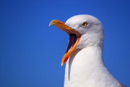 A seagull swiped a man's hotdog in Paignton, Devon, leading to an £80 littering fine when he threw the box at the bird. Locals express frustration over aggressive gulls.