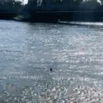 Shocked Londoner captures footage of a tope shark swimming in the River Thames near Hammersmith Bridge. The critically endangered shark species can grow up to 6ft 3in.