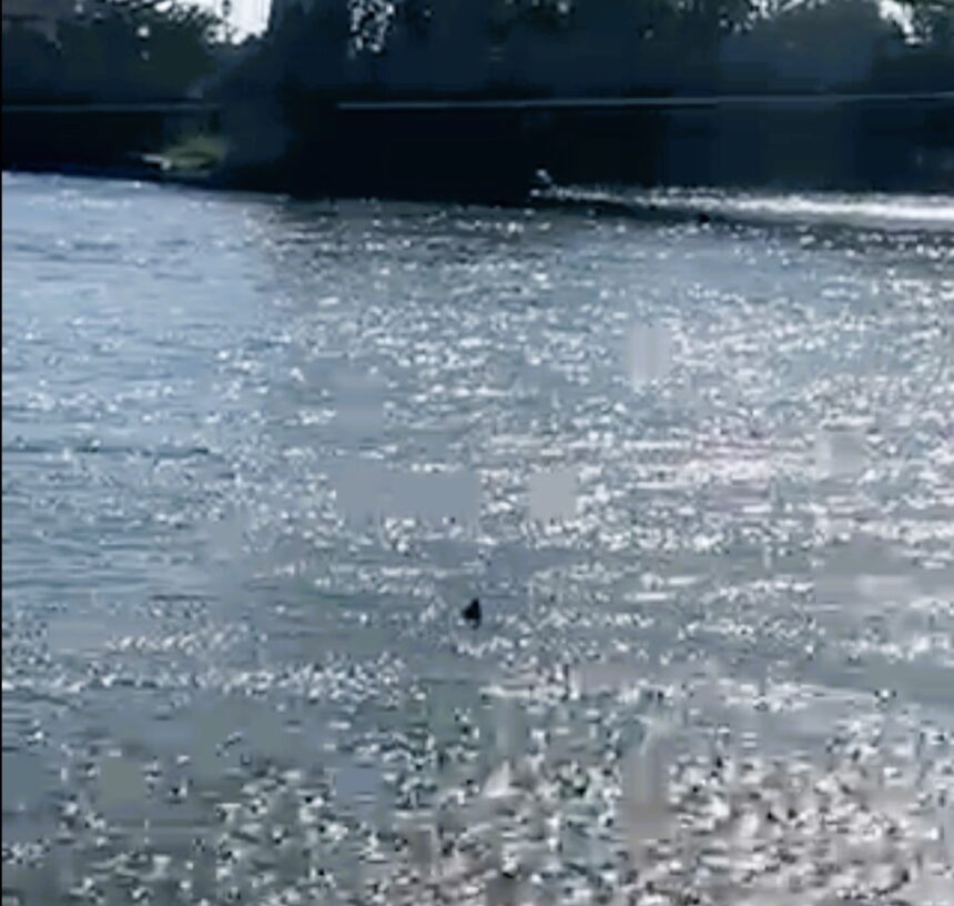 Shocked Londoner captures footage of a tope shark swimming in the River Thames near Hammersmith Bridge. The critically endangered shark species can grow up to 6ft 3in.
