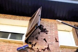 A woman in Spain discovers a colony of bats behind a window shutter, capturing the shocking moment on video. The TikTok clip goes viral with 26 million views and thousands of comments.