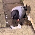 Pigeon spotted in Medellín next to a bag of suspected cocaine. Video goes viral, sparking concern for the bird's health and outrage over the incident.