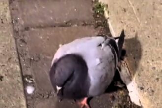 Pigeon spotted in Medellín next to a bag of suspected cocaine. Video goes viral, sparking concern for the bird's health and outrage over the incident.