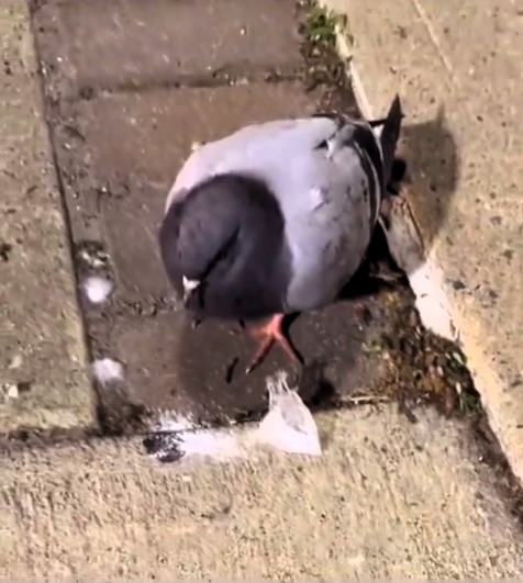 Pigeon spotted in Medellín next to a bag of suspected cocaine. Video goes viral, sparking concern for the bird's health and outrage over the incident.