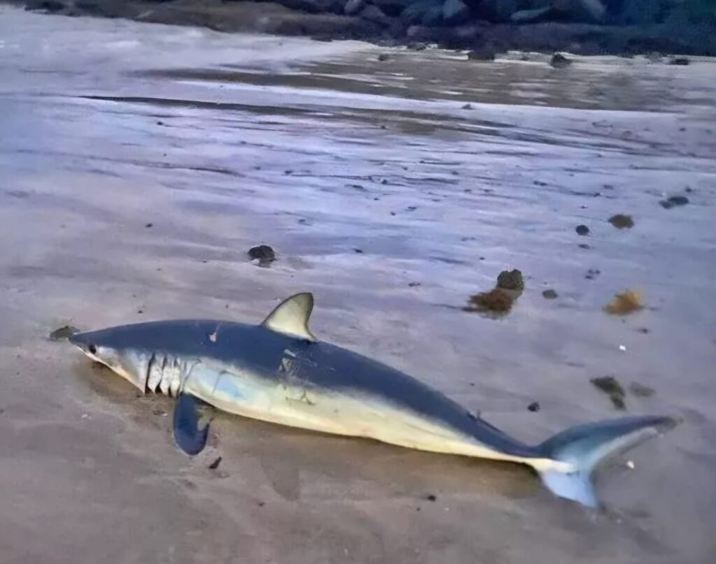 A dangerous Shortfin mako shark, classified as endangered, was found washed up on Famara Beach in Lanzarote, Spain, a popular spot for Brits. Authorities investigate.