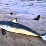 A dangerous Shortfin mako shark, classified as endangered, was found washed up on Famara Beach in Lanzarote, Spain, a popular spot for Brits. Authorities investigate.