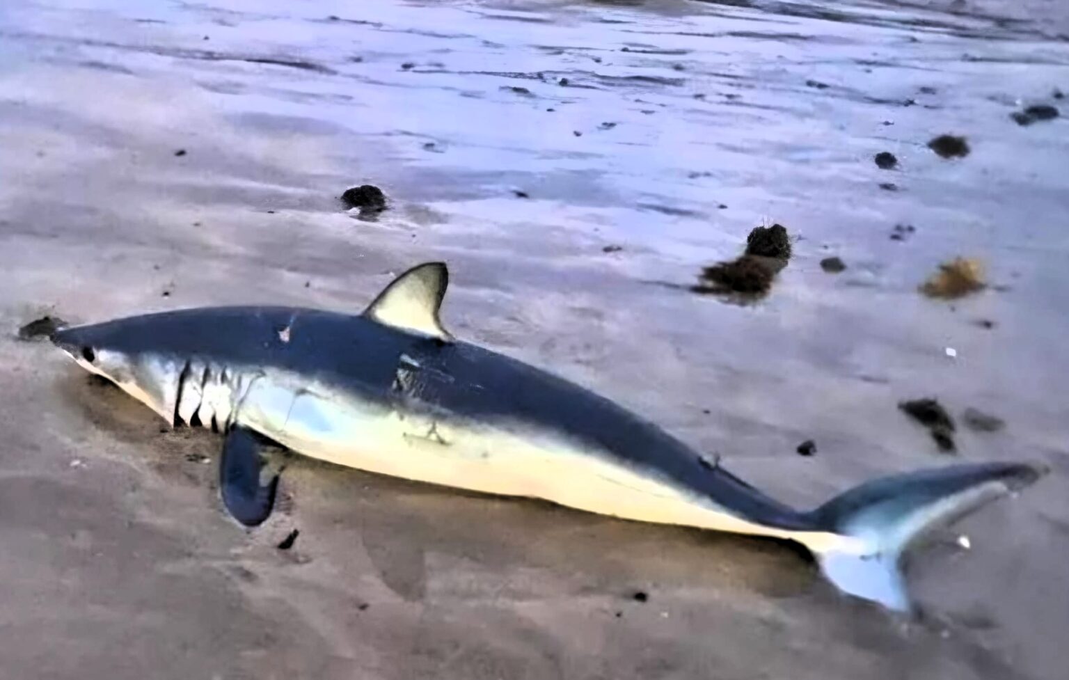 A dangerous Shortfin mako shark, classified as endangered, was found washed up on Famara Beach in Lanzarote, Spain, a popular spot for Brits. Authorities investigate.