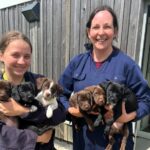 Six adorable spaniel-cross puppies named after Bridgerton characters are seeking new homes. Rescued by the RSPCA, they're ready for their next chapter with loving families.