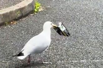 A sneaky seagull swiped a £35 pouch of rolling tobacco from a fuming Megan Christian in Penzance, Cornwall, dropping half during its escape, leaving locals in stitches.