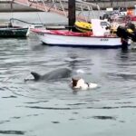 A dog named Trasto befriends a dolphin in Spain's Corcubión estuary. The viral clip of their playful encounter has garnered 780,000 views on TikTok, enchanting viewers worldwide.