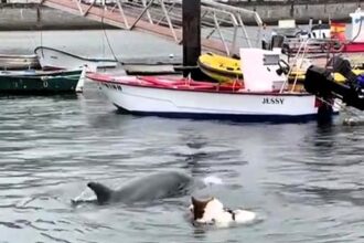 A dog named Trasto befriends a dolphin in Spain's Corcubión estuary. The viral clip of their playful encounter has garnered 780,000 views on TikTok, enchanting viewers worldwide.