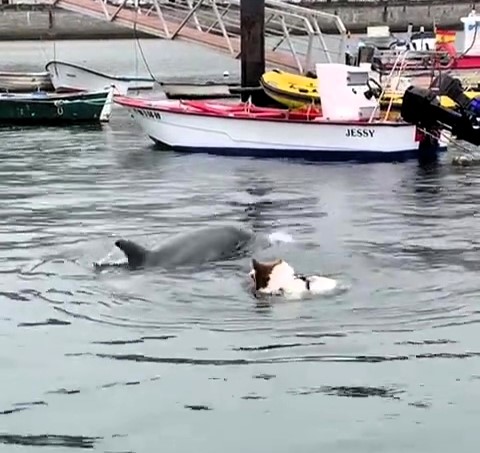 A dog named Trasto befriends a dolphin in Spain's Corcubión estuary. The viral clip of their playful encounter has garnered 780,000 views on TikTok, enchanting viewers worldwide.