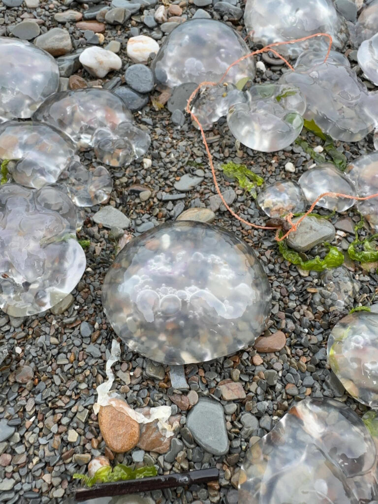 Thousands of moon jellyfish, capable of nasty stings, invaded Broadsands Beach in Ilfracombe, Devon. Paddleboarder Saira Franklin had to abandon her session due to the swarm.