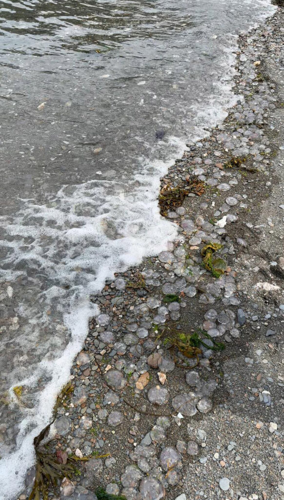 Thousands of moon jellyfish, capable of nasty stings, invaded Broadsands Beach in Ilfracombe, Devon. Paddleboarder Saira Franklin had to abandon her session due to the swarm.