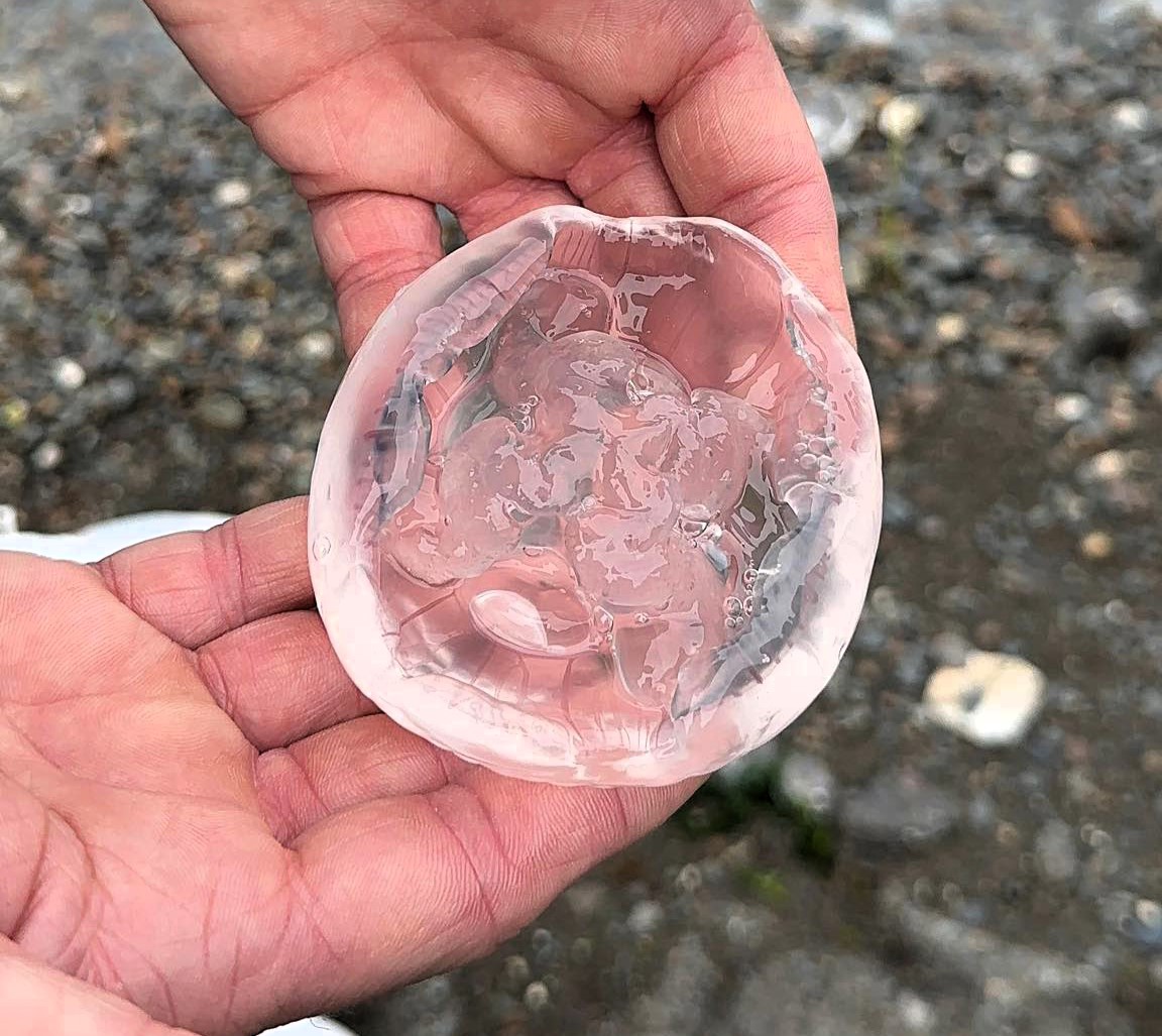 Thousands of moon jellyfish, capable of nasty stings, invaded Broadsands Beach in Ilfracombe, Devon. Paddleboarder Saira Franklin had to abandon her session due to the swarm.