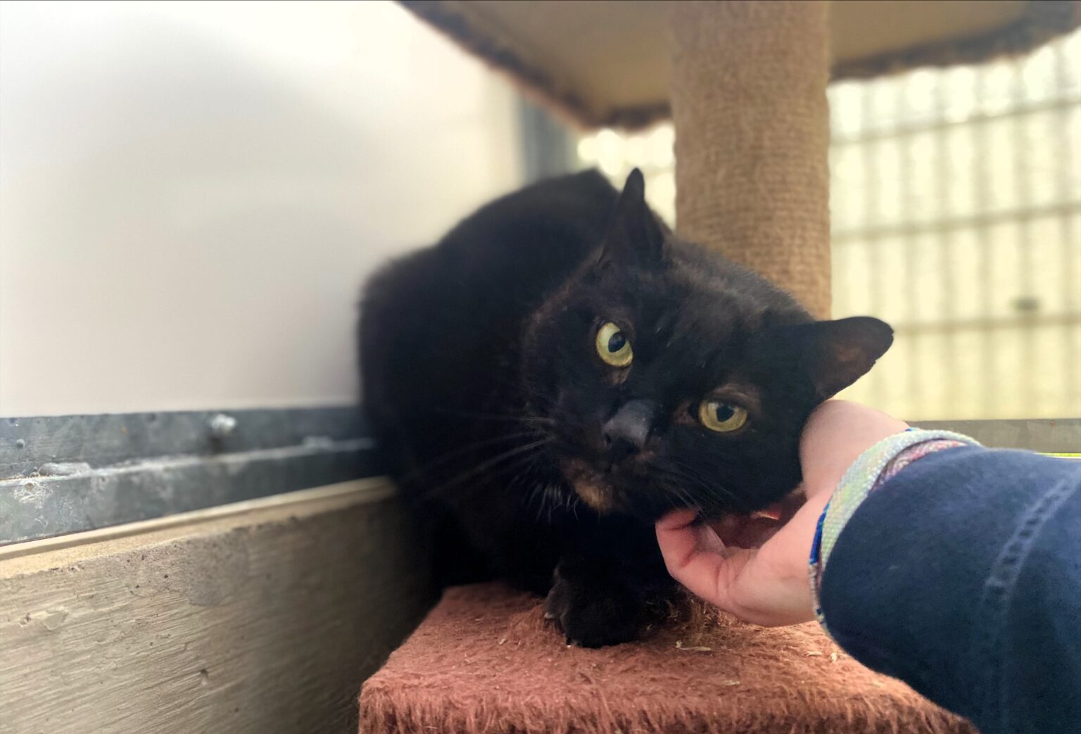 Two-year-old Flash and 10-year-old Archie, rescued cats, are seeking forever homes after 11 months in the RSPCA's care, having overcome fear of humans and health issues.