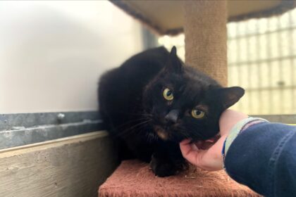 Two-year-old Flash and 10-year-old Archie, rescued cats, are seeking forever homes after 11 months in the RSPCA's care, having overcome fear of humans and health issues.