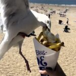 Abby McNeill's attempt to capture a cute video of her chips was hilariously ruined when a seagull swooped in, snatching her snack right from her hands at Scheveningen beach.