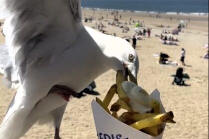 Abby McNeill's attempt to capture a cute video of her chips was hilariously ruined when a seagull swooped in, snatching her snack right from her hands at Scheveningen beach.