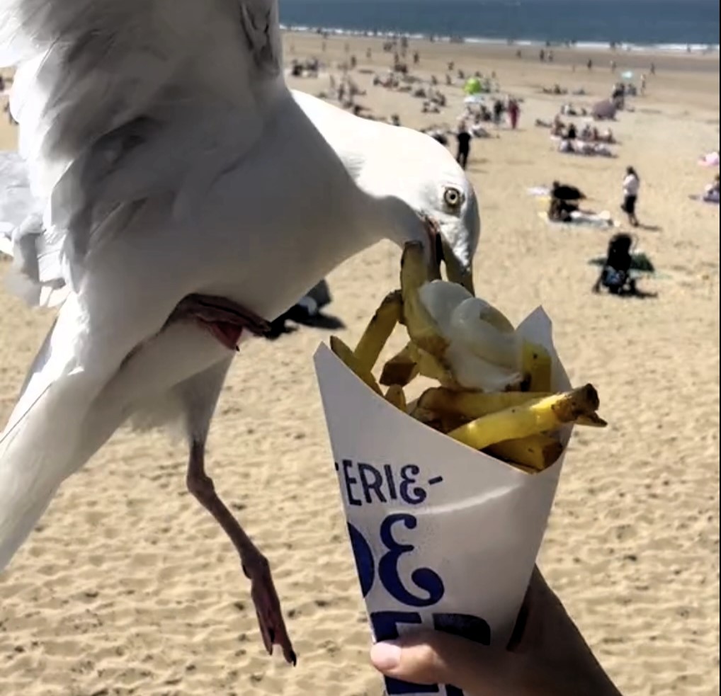 Abby McNeill's attempt to capture a cute video of her chips was hilariously ruined when a seagull swooped in, snatching her snack right from her hands at Scheveningen beach.