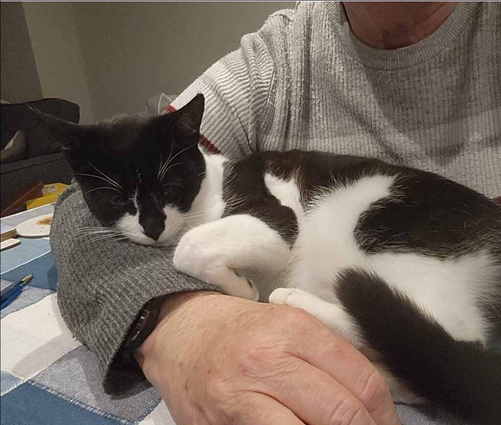 Dart, a black and white cat with a fish-based food allergy, has been waiting 450 days for a home. Despite her loving nature, she’s overlooked for younger kittens.