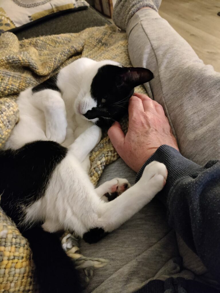 Dart, a black and white cat with a fish-based food allergy, has been waiting 450 days for a home. Despite her loving nature, she’s overlooked for younger kittens.