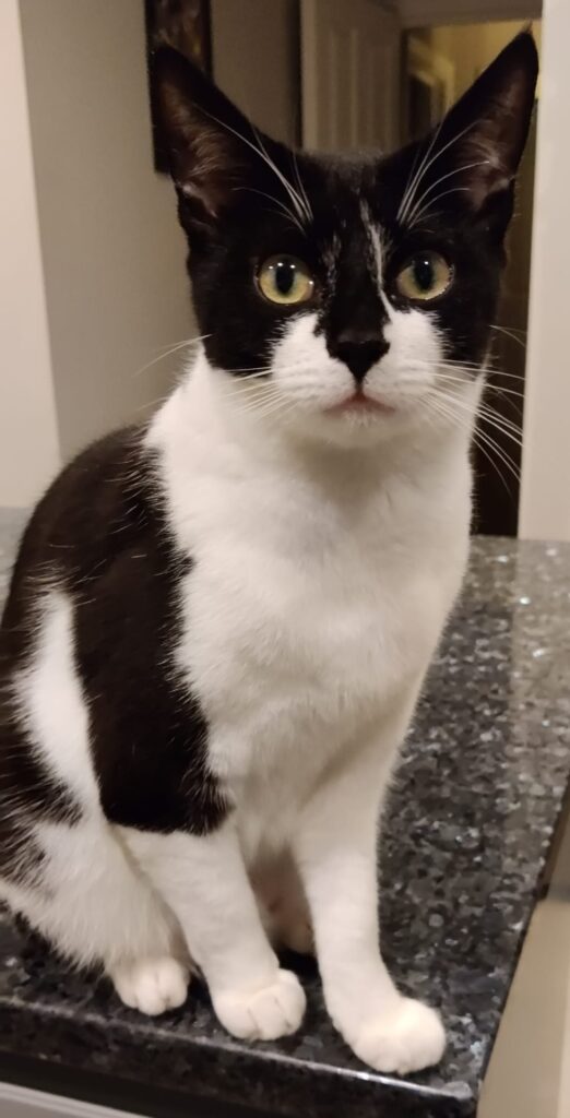 Dart, a black and white cat with a fish-based food allergy, has been waiting 450 days for a home. Despite her loving nature, she’s overlooked for younger kittens.