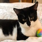 Dart, a black and white cat with a fish-based food allergy, has been waiting 450 days for a home. Despite her loving nature, she’s overlooked for younger kittens.